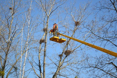 How Do You Trim High Tree Branches: 7 